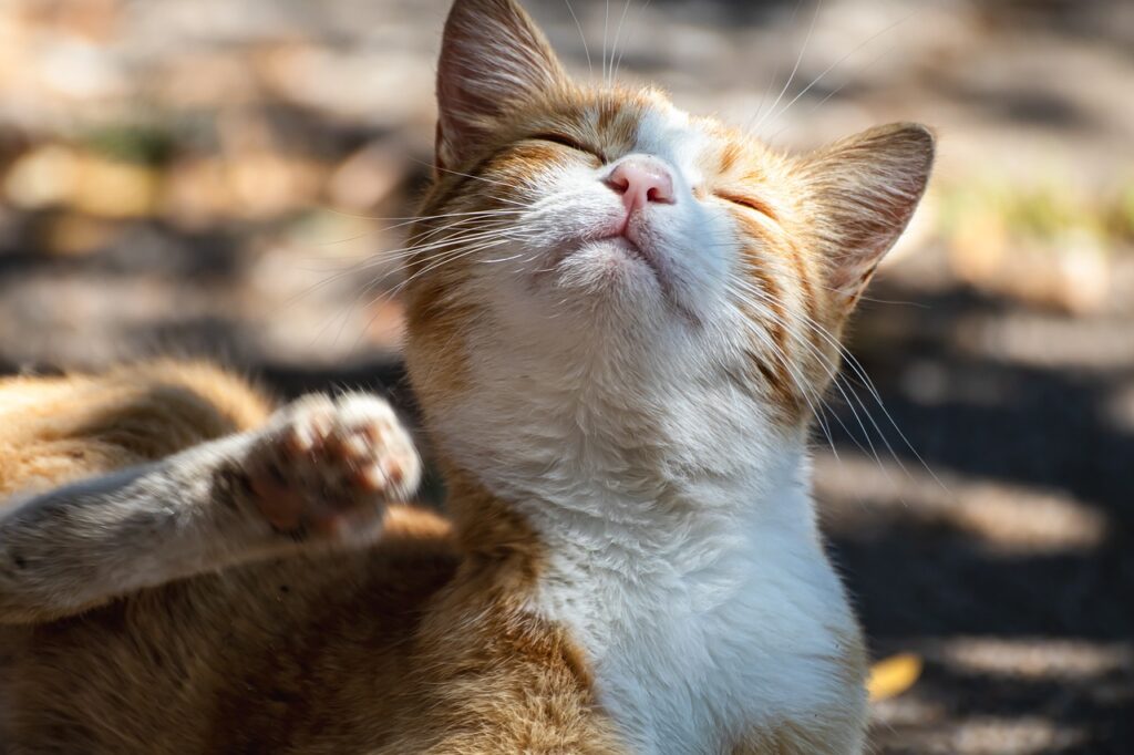 enfermedad del arañazo del gato rasquido pulgas